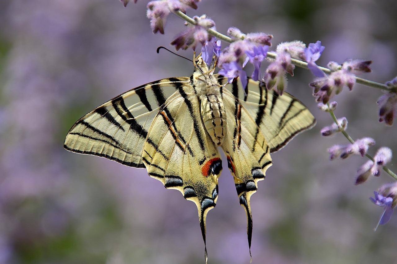 How to Grow Lavender from Cuttings